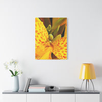 Thumbnail for Vibrant Yellow Canna Photo on Canvas, Wall Decor